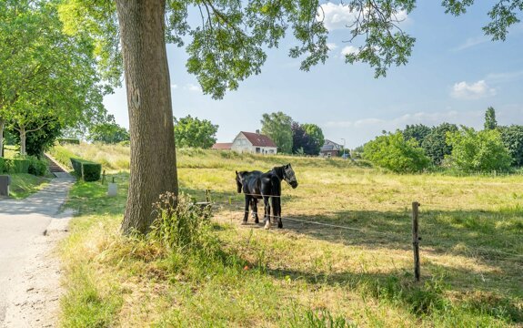 14. Aalst dijk-sfeerbeeld paarden.jpg